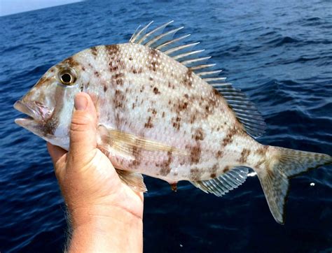 Porgy .